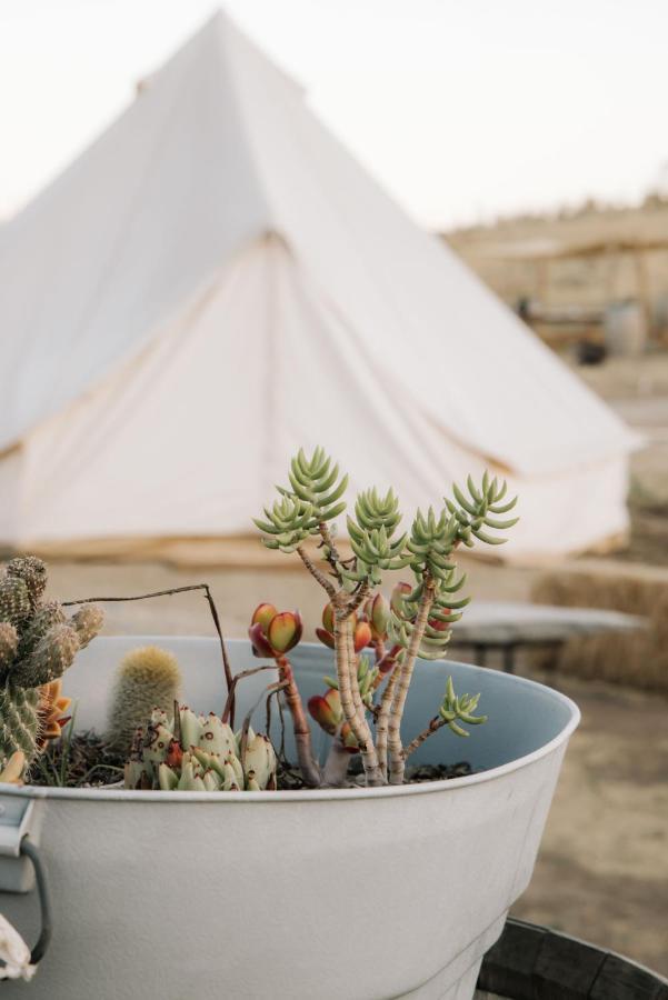 Lago Valle Wine Glamping Valle de Guadalupe Ngoại thất bức ảnh