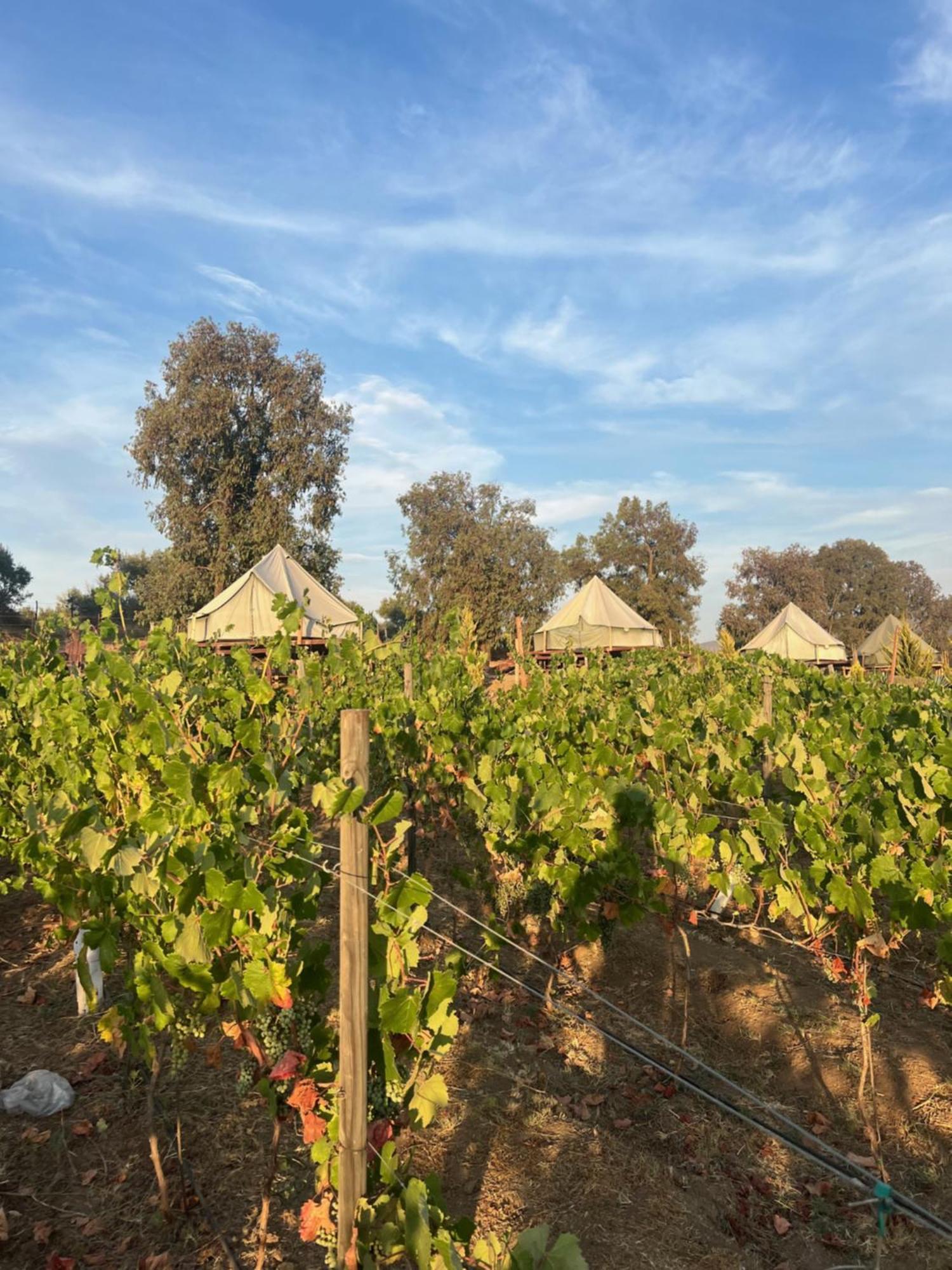 Lago Valle Wine Glamping Valle de Guadalupe Ngoại thất bức ảnh